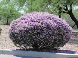 Check spelling or type a new query. Perennial Purple Flowering Bush Tjs Garden