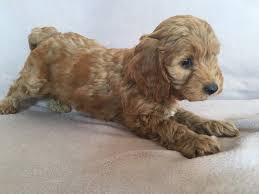 If you are looking to adopt or buy a cockapoo take a look here! Cockapoo Puppies For Sale Belews Creek Nc 228590