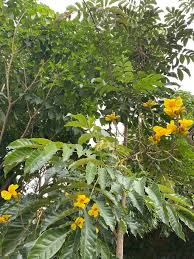 Image result for Markhamia tomentosa