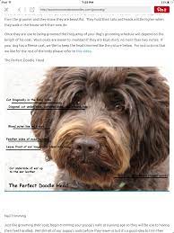 They are friendly, playful and make perfect family dogs. Pin By Angela Vahle On Doodles Goldendoodle Grooming Labradoodle Grooming Dog Grooming Styles