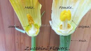 They are available in a variety of shapes, sizes, and colours, including ivory, yellow and orange, with orange having the highest amount of carotene. Simple Savings