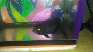 They have teeth deep in their jaws as they are very small and sharp and are used for grasping those in the. Oscar Fish Care Guide Tank Tank Mates Feeding Breeding