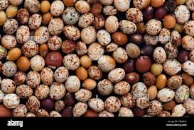 Image result for Cajanus cajan