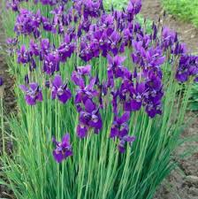 A good garden looks good all year round, not just in spring or summer. Hardy Plants That Last All Year Round Building Inspections Darwin
