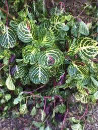 Image result for Iresine