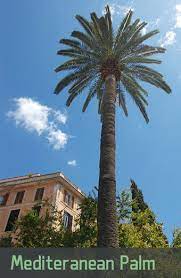 They will grow rapidly in soil with good moisture and lots of. How Fast Do Palm Trees Grow In Arizona Phoenix Trim A Tree Llc