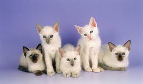The balinese cat is not from the famed indonesian island. Balinese Cat Breed Information