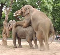 Schnell mal ein wenig gartenarbeit machen und. Bild Elefanten Beim Sex Zu Zoologischer Garten Berlin In Berlin Mitte