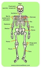 Learn About The Skeleton Science For Kids Science For Kids Health And Physical Education Learning Science