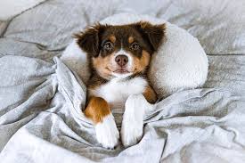 Image result for australian shepherd
