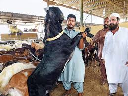 On the other hand overseas pakistani's living abroad in foreign countires like usa, uk, canada, australia, new zealand, saudi arabia, europe, india, japan, china. Higher Costs Lower Supply Push Up Eid Livestock Prices Uae Gulf News