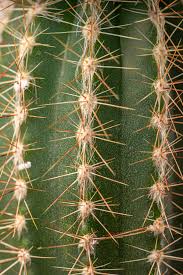White prickly spines of a cholla cactus in the wild stock photographs by dejavudesigns 0/0. Background Of Green Cactus Close Up Creative Commons Bilder