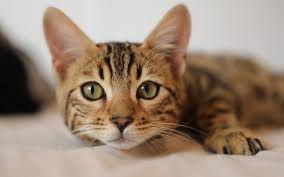 Check spelling or type a new query. Signs That Your Pet Needs Urgent Care Pine City Animal Hospital