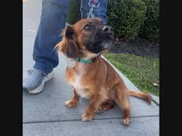 Riverhead Middle School Launches its Animal Rescue Club | Riverhead, NY  Patch