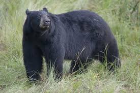 Check spelling or type a new query. Organizations Join Fight To Halt Florida S Black Bear Hunt Animal Welfare Institute