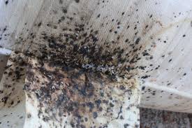 Pest control service in sylvan grove, kansas. Close Up Of Pillow Tag With Bed Bug Fecal Material And Bed Bug Eggs From World Pest Control In Sylvan Grove Ks 67481