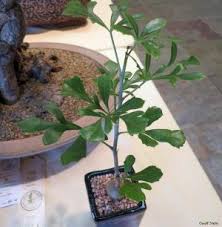 Image result for Cussonia arenicola
