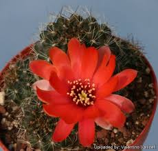 Image result for Caperonia fistulosa