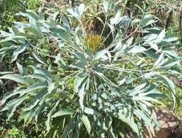 Image result for Cussonia zimmermannii