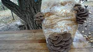 O crescatorie de ciuperci pleurotus detine sanse solide de profitabilitate si numeroase oportunitati de dezvoltare. Cultivarea SimplÄƒ A Ciupercilor Pleurotus Retete Usoare Eu