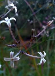 Image result for Kohautia cynanchica