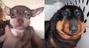 Doggos Betrayed By Those Jalapeno Flying Raisins Humans Call Bees Poor Dog Cute Animals Dog Photos