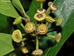 Image result for Alchornea laxiflora