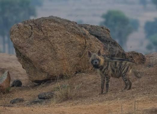 International Hyena Day | IUCN Status | IAS exam