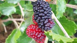 Image result for Morus indica