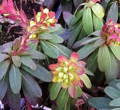 Image result for Euphorbia rubriflora
