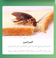 شركة مكافحة الصراصير بالاحساء
