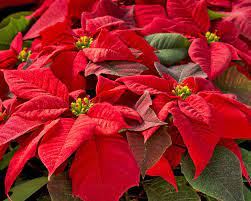 Weihnachtsstern der weihnachtsstern, auch christstern oder poinsettia (poinsette) genannt, wird botanisch mit dem namen „euphorbia pulcherrima. Weihnachtsstern Poinsettie Die Besten Pflegetipps Mein Schoner Garten