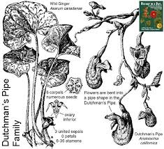 Image result for Aristolochiaceae