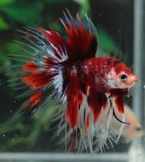 Type Of Betta Fish If You Are Like Me And Have A Strong Passion For Freshwater Aquariums You Have Probably Considered Incor Betta Fish Types Betta Fish Betta
