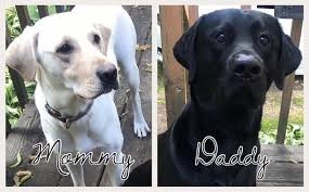 Occasionally, we have puppies available for adoption in all 3 colors to well screened potential puppy families on akc limited registration. Labrador Retriever Puppies For Sale Osseo Wi 314629