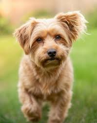 In memory of Oscar, show me your goodest boys and girls