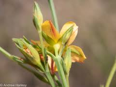 Image result for Hypericum lalandii