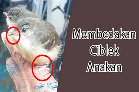 Agar burung kicau yang anda miliki bisa memiliki kicauan burung ciblek kristal super gacor. 13 Cara Jitu Membedakan Ciblek Anakan Jantan Dan Betina Hewan Id