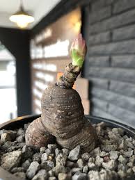 Image result for Monadenium pedunculatum