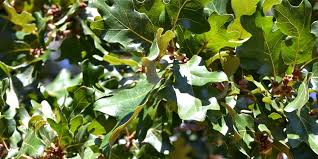 Tree Species Profiles Top Rated Shade Trees Post Oak Quercus Stellata Arborilogical