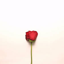 Check spelling or type a new query. Animated Gif About Love In Romance My Heart By Lauren