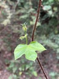 Image result for Ipomoea dichroa