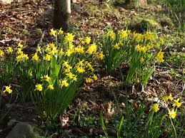 Winter flowers warm the hearts and homes of those who receive them. Spring Flowering Bulbs Plant Bulb Care And Advice The Garden House