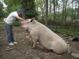 BIG Pigs ...
