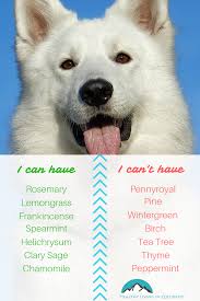 Don't apply any directly to an animal's skin, and avoid using an active diffuser in the same room as your pets. The Best Essential Oils That Are Safe For Dogs And Cats Healthy Living In Colorado Llc