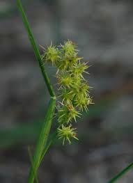 Image result for Cenchrus incertus