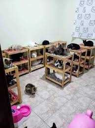 Check spelling or type a new query. 11 Rumah Kucing Buatan Sendiri 2021 Semuanya Tentang Kucing