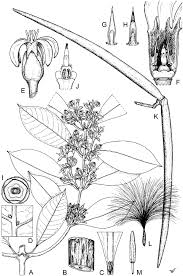 Image result for Oncinotis