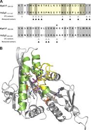 (li) stock quote, history, news and other vital information to help you with your stock trading and li auto inc. Loop 5 Directed Compounds Inhibit Chimeric Kinesin 5 Motors Journal Of Biological Chemistry