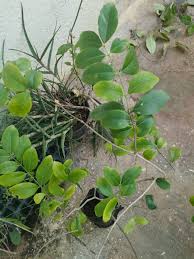 Image result for Pleurostylia